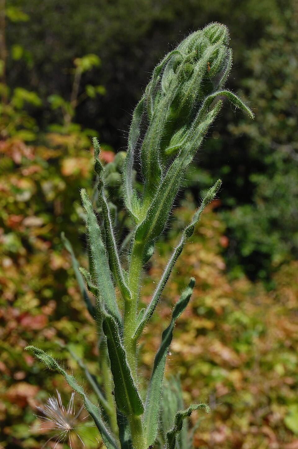 Madia gracilis (grassy tarweed) (alternate view 9)