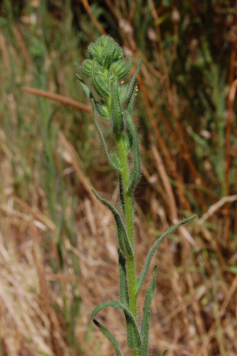 Madia gracilis (grassy tarweed) (alternate view 10)