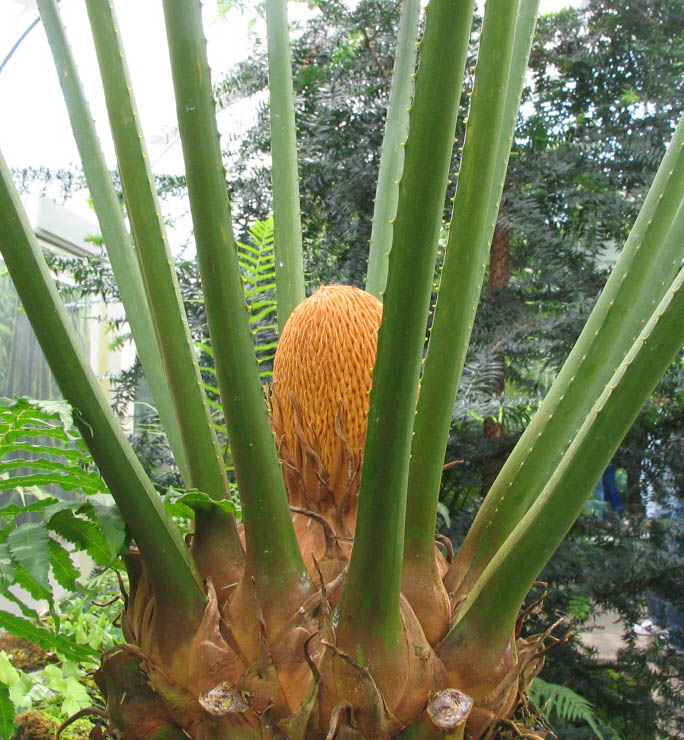 Cycas circinalis (queen sago) (alternate view 6)