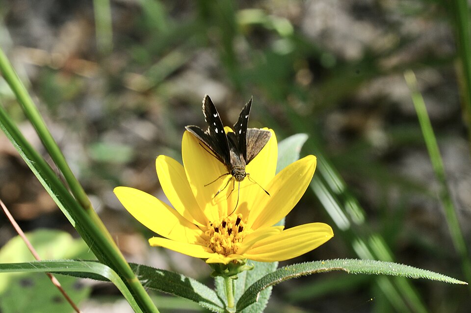 Helianthus hirsutus (stiff-hair sunflower) (alternate view 8)