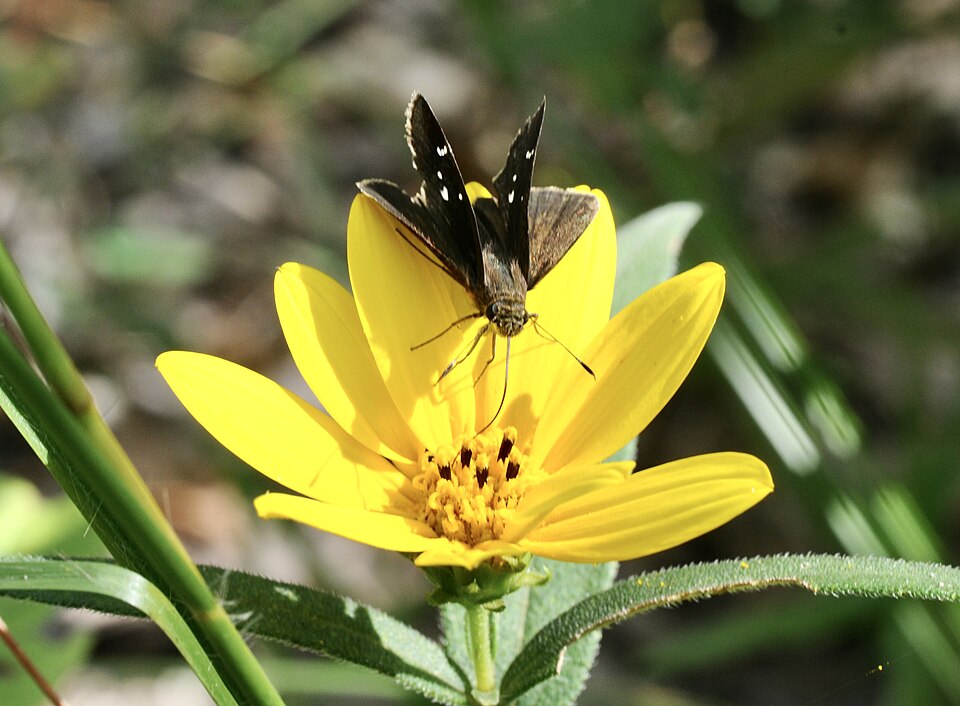 Helianthus hirsutus (stiff-hair sunflower) (alternate view 9)