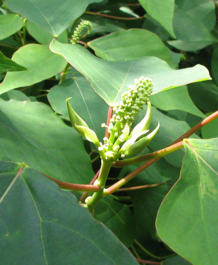 Homalanthus populifolius (Bleeding Heart)
