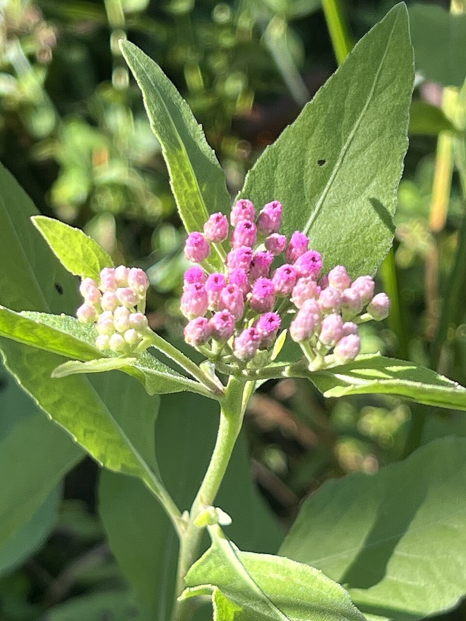 Pluchea baccharis (Rosy Camphorweed) (alternate view 8)
