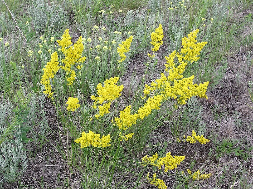 Galium verum (Lady's Bedstraw)