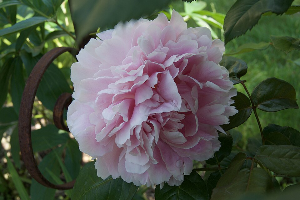 Paeonia (Peonies)