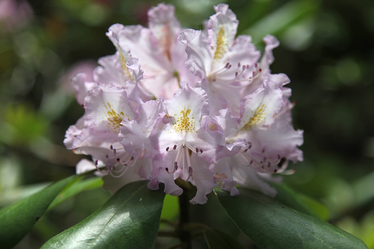Rhododendron catawbiense, Catawba rhododendron — mounding evergreen (Ericaceae) (image 10 of 10)