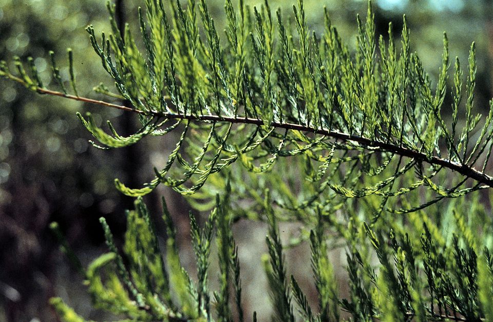 Taxodium ascendens (pondcypress) (alternate view 6)