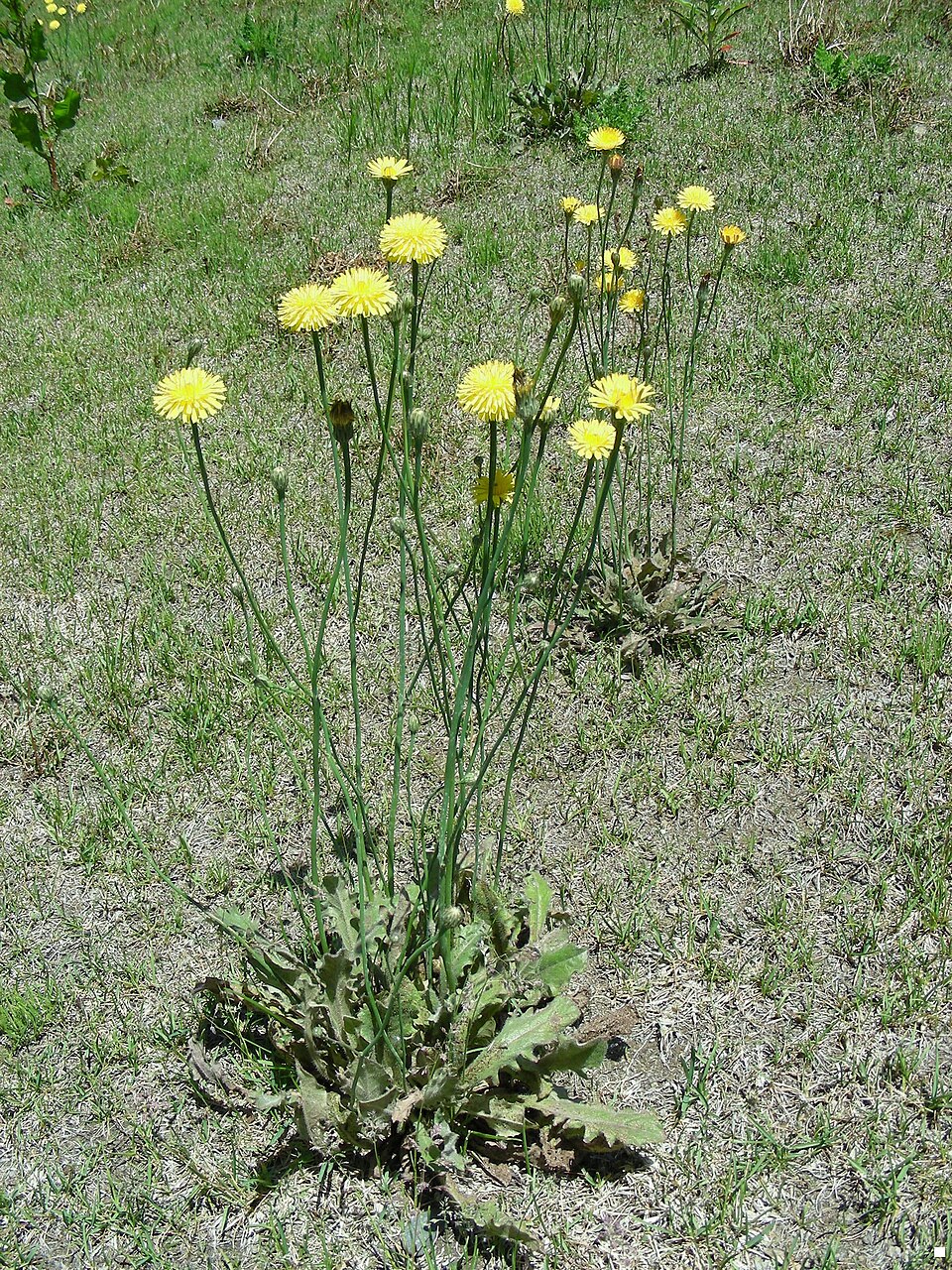 Hypochaeris radicata (hairy cat's-ear) (alternate view 10)