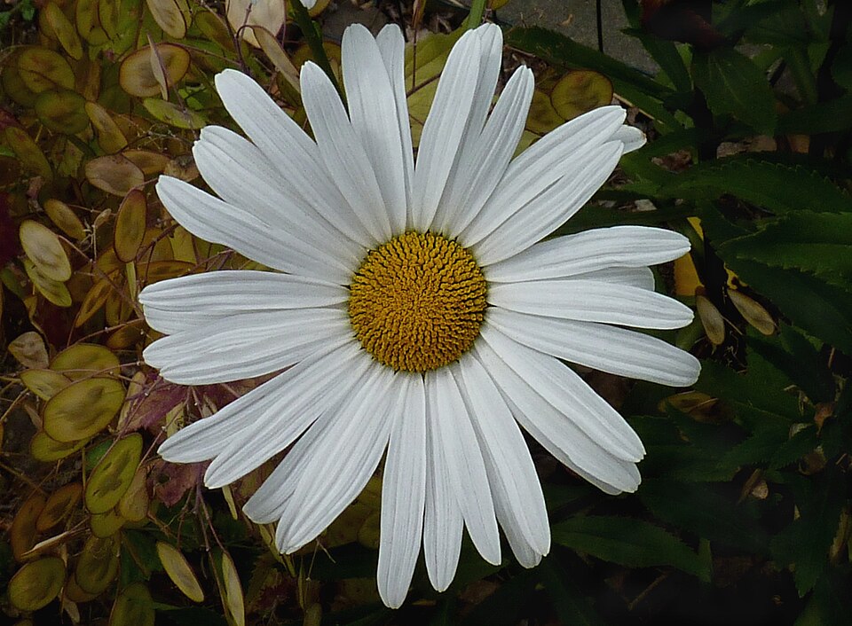 Leucanthemum x superbum (Shasta daisy) (alternate view 9)