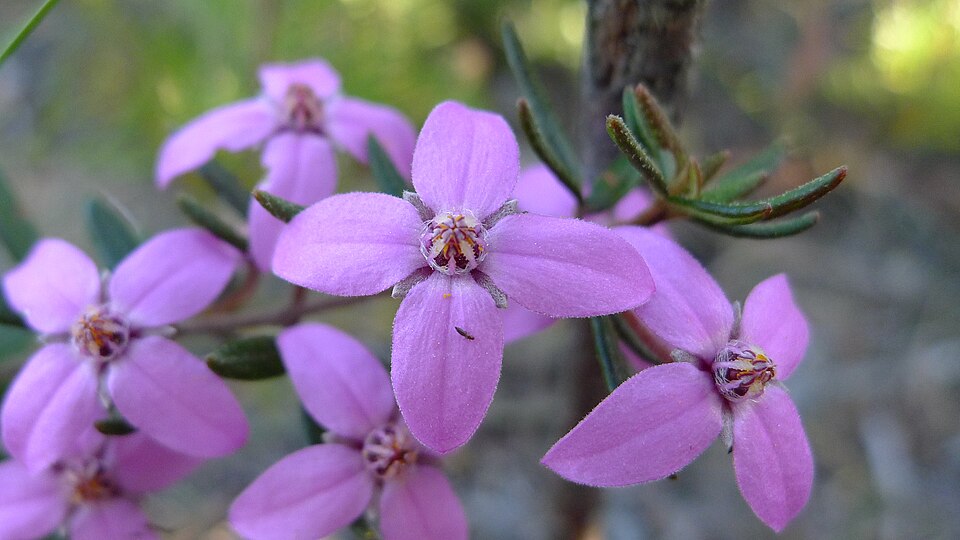 Boronia ledifolia (Sydney Boronia) (alternate view 7)