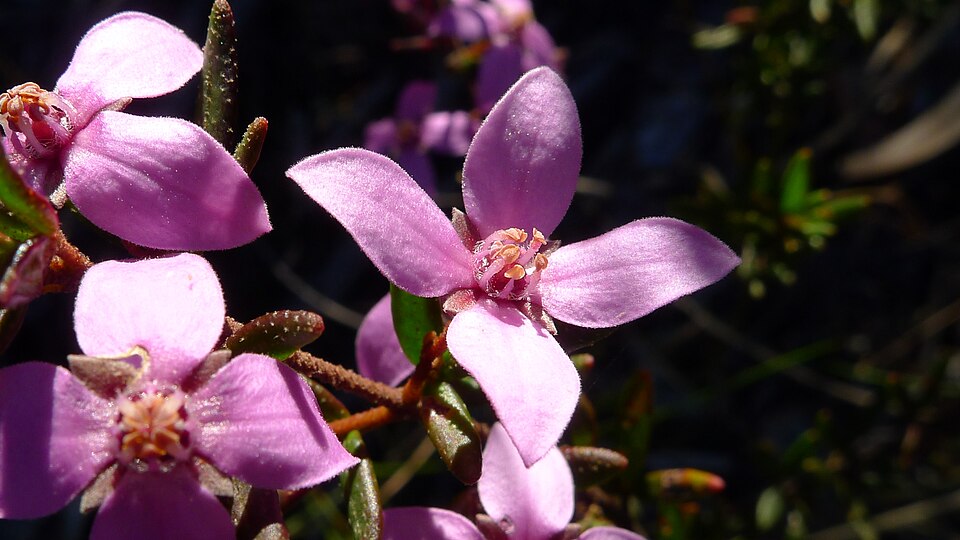 Boronia ledifolia (Sydney Boronia) (alternate view 8)