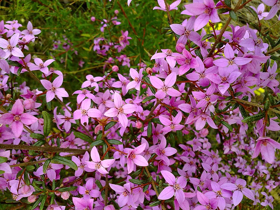 Boronia ledifolia (Sydney Boronia) (alternate view 9)