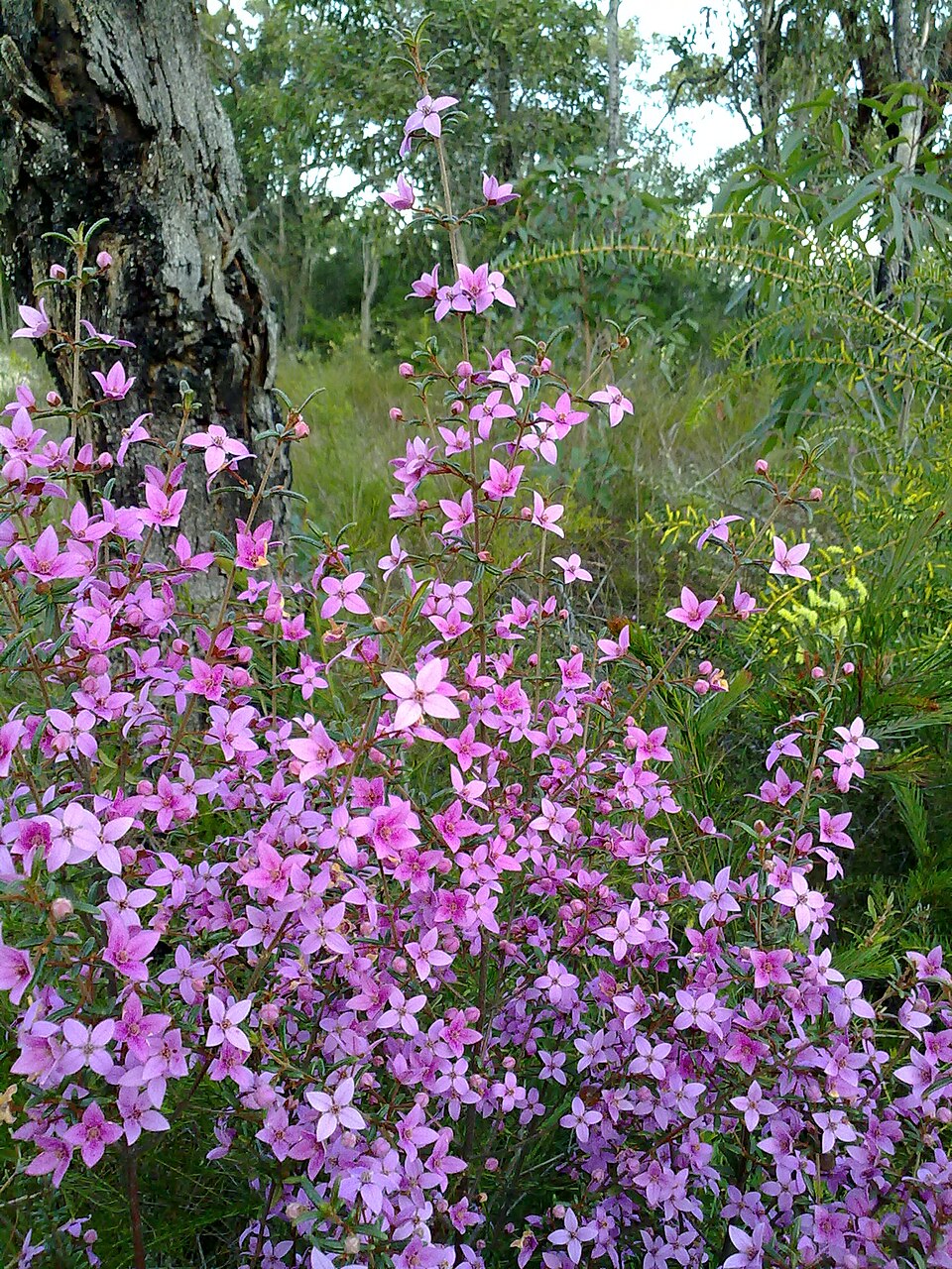 Boronia ledifolia (Sydney Boronia) (alternate view 10)