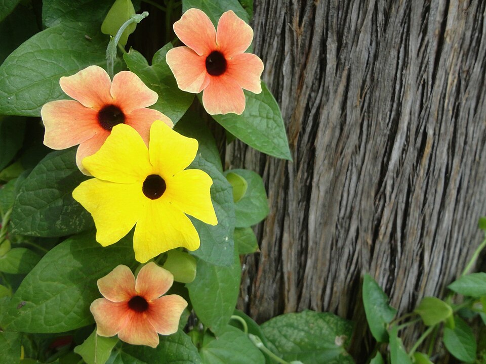 Thunbergia (Clockvines) (alternate view 4)