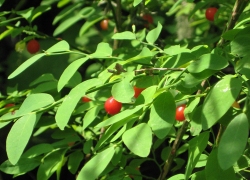 Vaccinium parvifolium (red huckleberry) (alternate view 9)