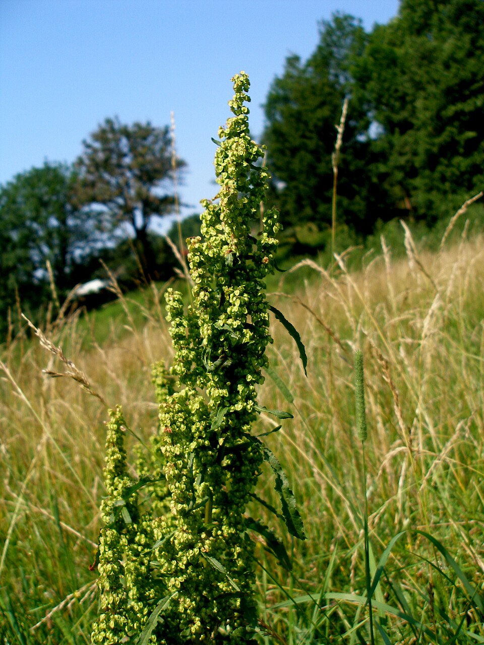 Rumex crispus (curly-leaved dock) (alternate view 6)