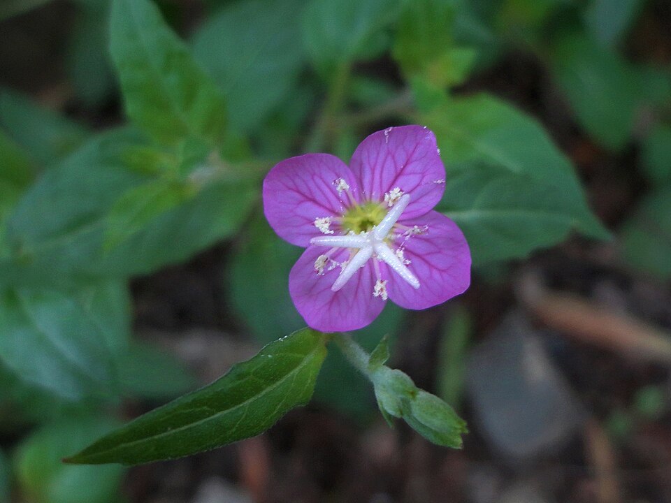 Oenothera (evening primroses, sundrops, and beeblossoms) (alternate view 2)