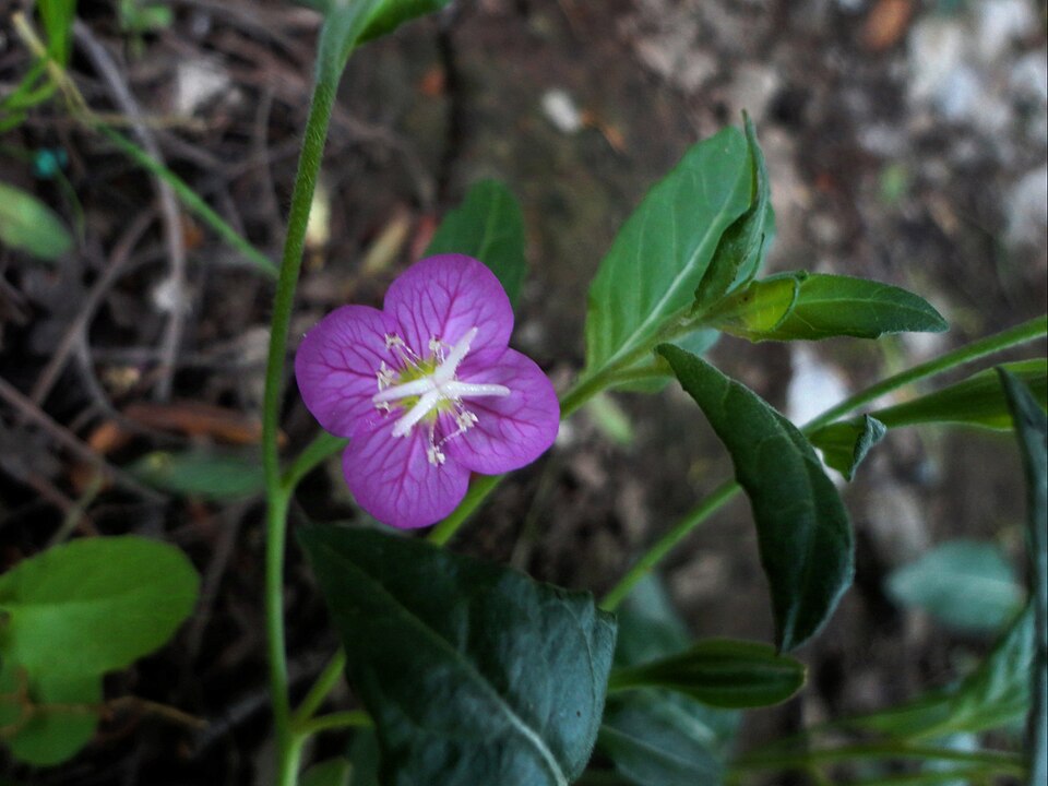 Oenothera (evening primroses, sundrops, and beeblossoms) (alternate view 3)