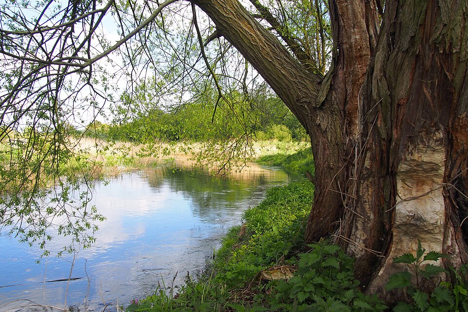 Salix × fragilis (hybrid crack willow) (alternate view 7)