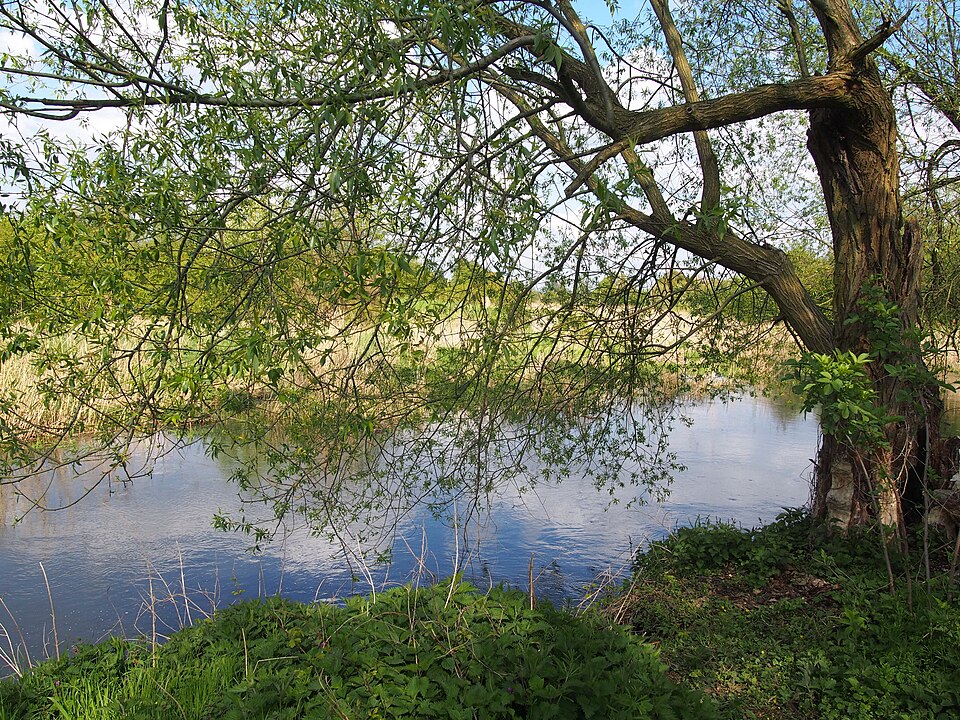 Salix × fragilis (hybrid crack willow) (alternate view 8)