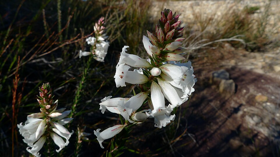 Epacris obtusifolia (blunt-leaf heath)