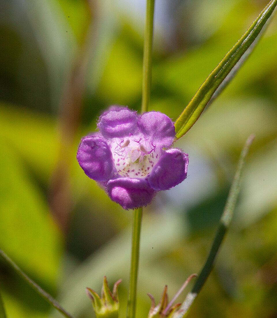 Agalinis (false foxgloves) (alternate view 2)