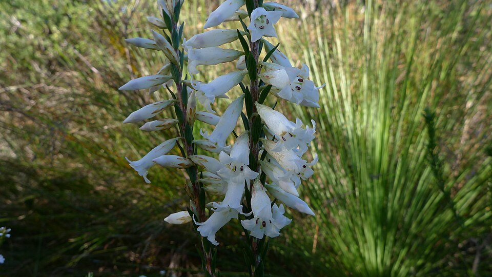 Epacris obtusifolia (blunt-leaf heath) (alternate view 2)