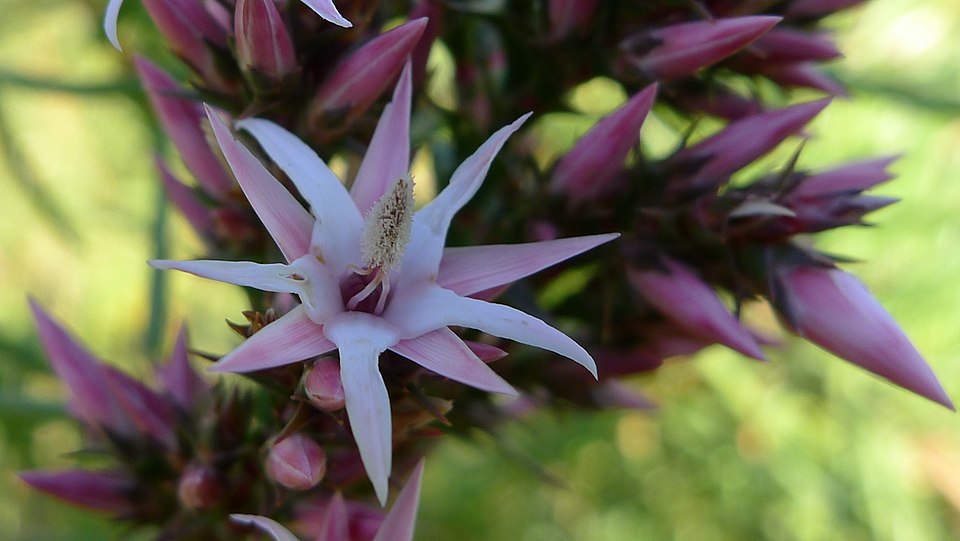 Sprengelia incarnata (Pink Swamp Heath)