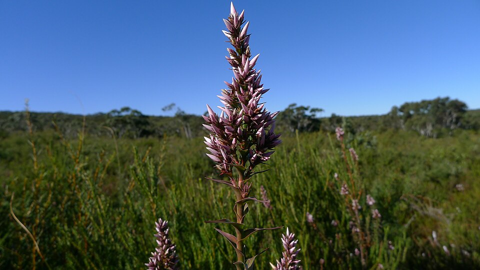 Sprengelia incarnata (Pink Swamp Heath) (alternate view 2)