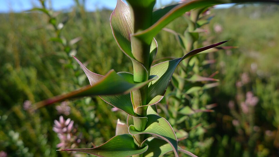 Sprengelia incarnata (Pink Swamp Heath) (alternate view 3)