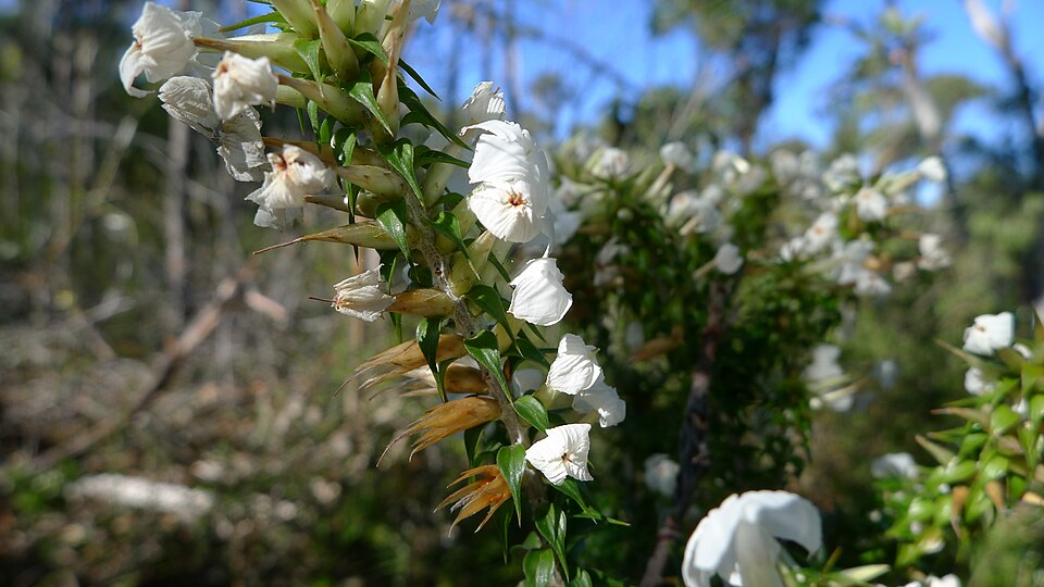 Woollsia pungens (Snow Wreath) (alternate view 8)
