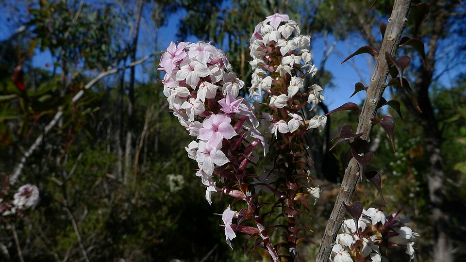 Woollsia pungens (Snow Wreath) (alternate view 10)
