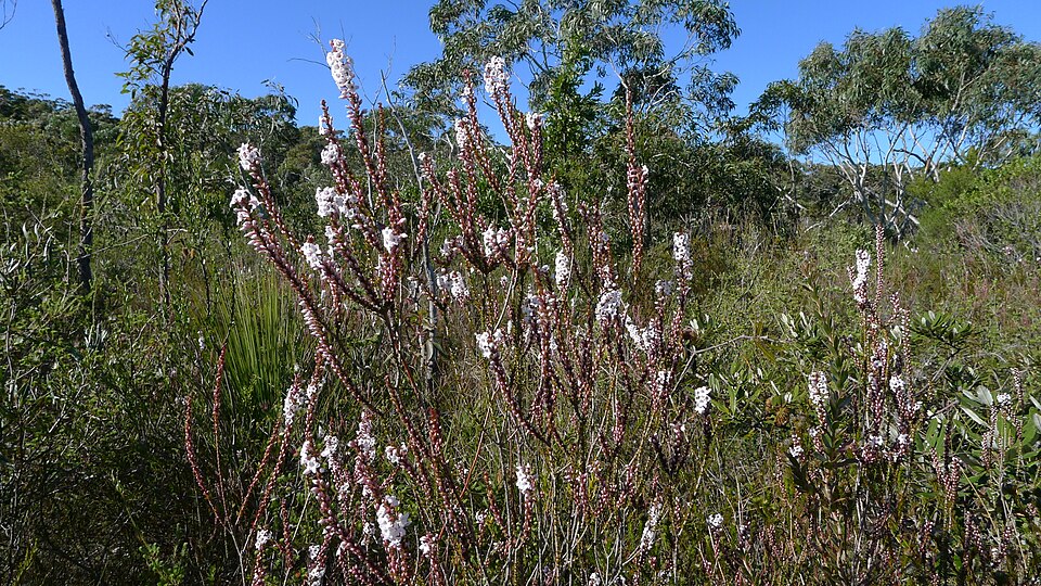 Epacris microphylla (Coral Heath) (alternate view 8)