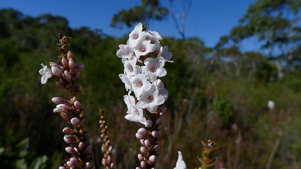 Epacris microphylla (Coral Heath) (alternate view 9)