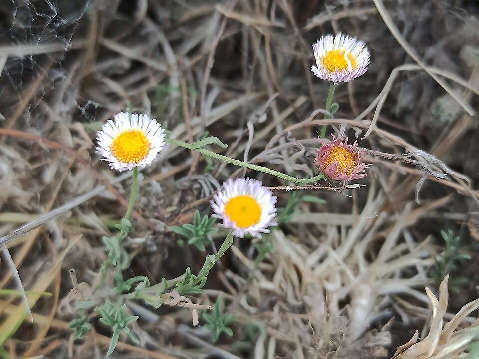 Erigeron modestus (Plains fleabane) (alternate view 7)