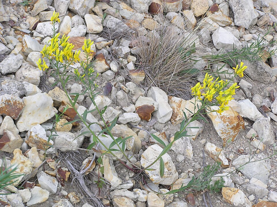 Genista tinctoria (Dyer's Greenweed)