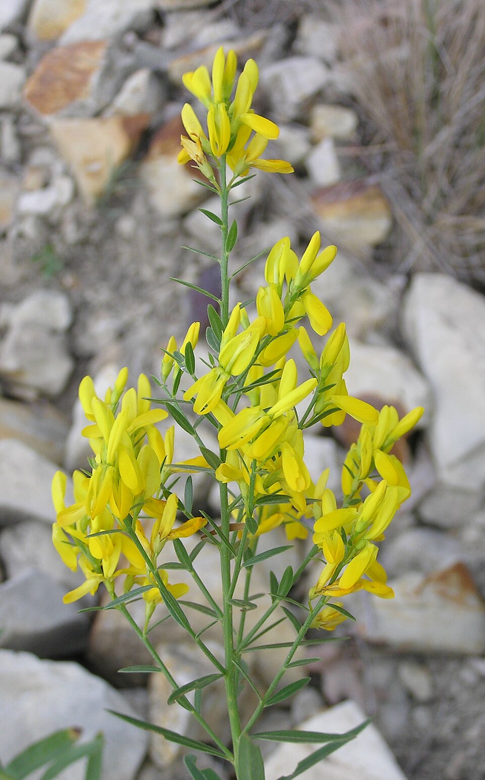 Genista tinctoria (Dyer's Greenweed)