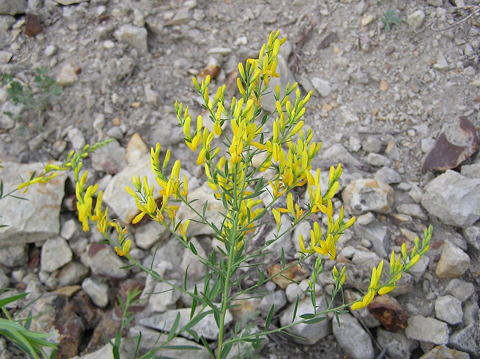 Genista tinctoria (Dyer's Greenweed)