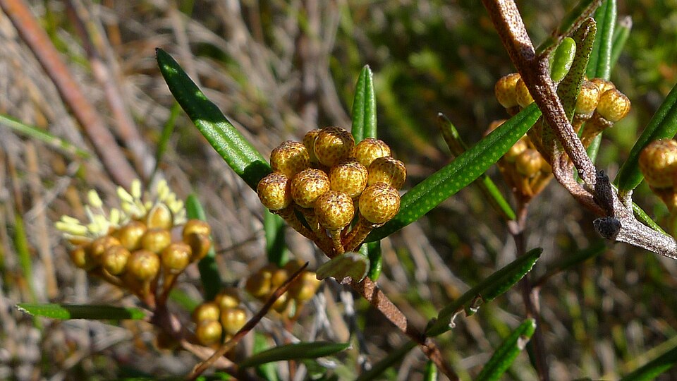 Phebalium squamulosum (scaly phebalium) (alternate view 2)