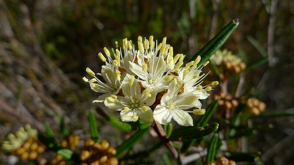Phebalium squamulosum (scaly phebalium) (alternate view 3)
