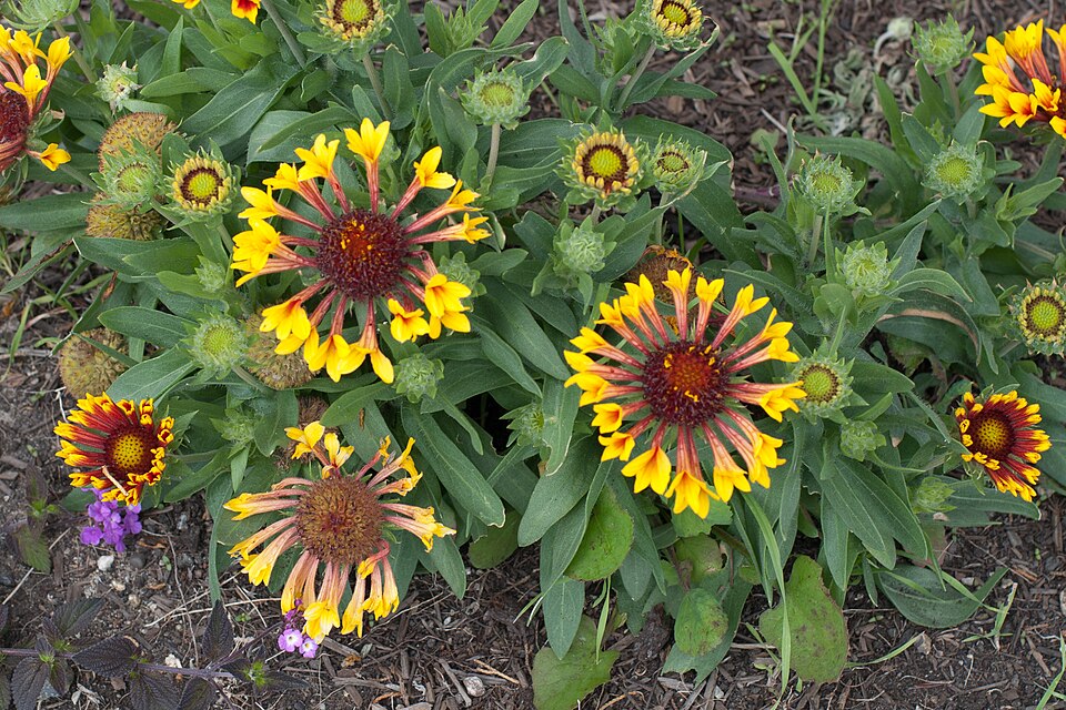 Gaillardia × grandiflora (Hybrid Blanketflower) (alternate view 10)