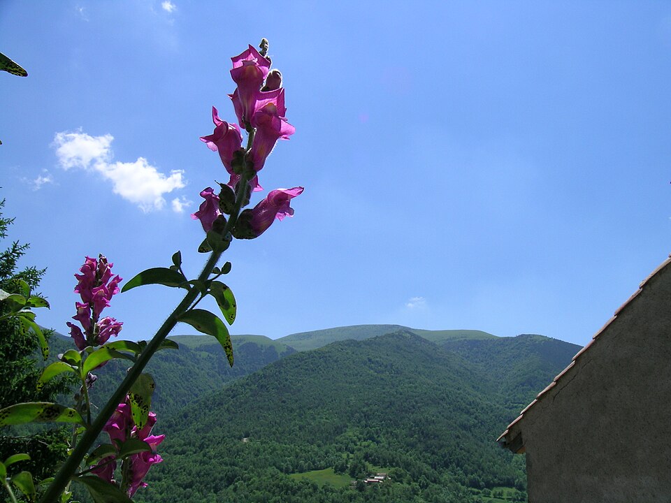 Antirrhinum majus (snapdragon) (alternate view 8)