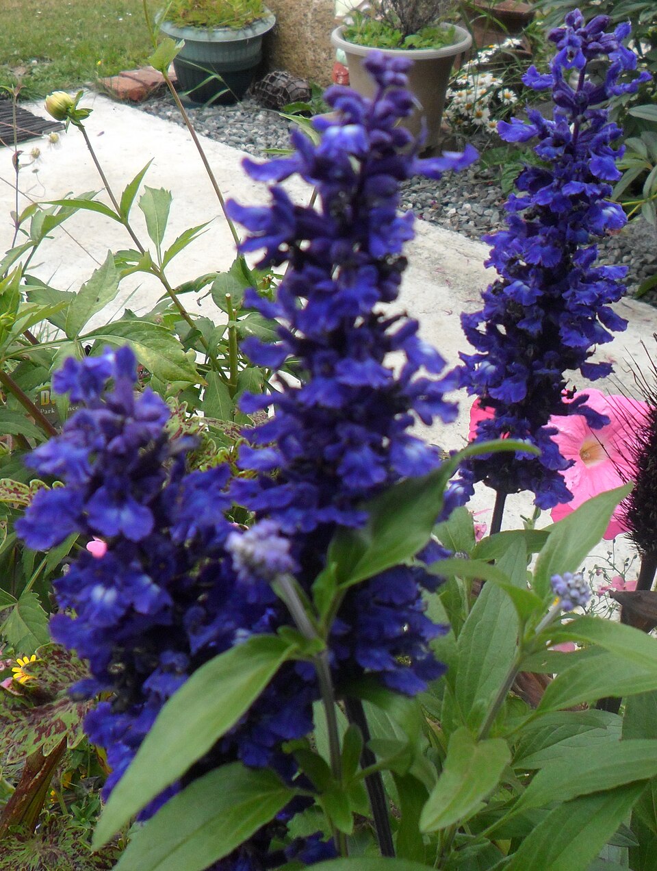 Salvia farinacea (mealy sage) (alternate view 9)