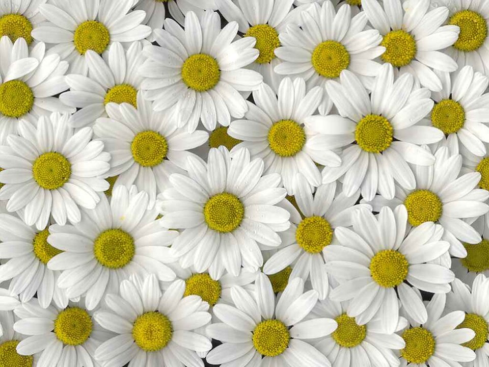 Leucanthemum x superbum (Shasta daisy) (alternate view 5)