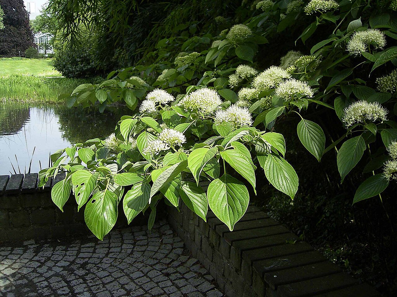 Cornus controversa, Wedding cake tree — spreading deciduous (Cornaceae) (image 3 of 10)