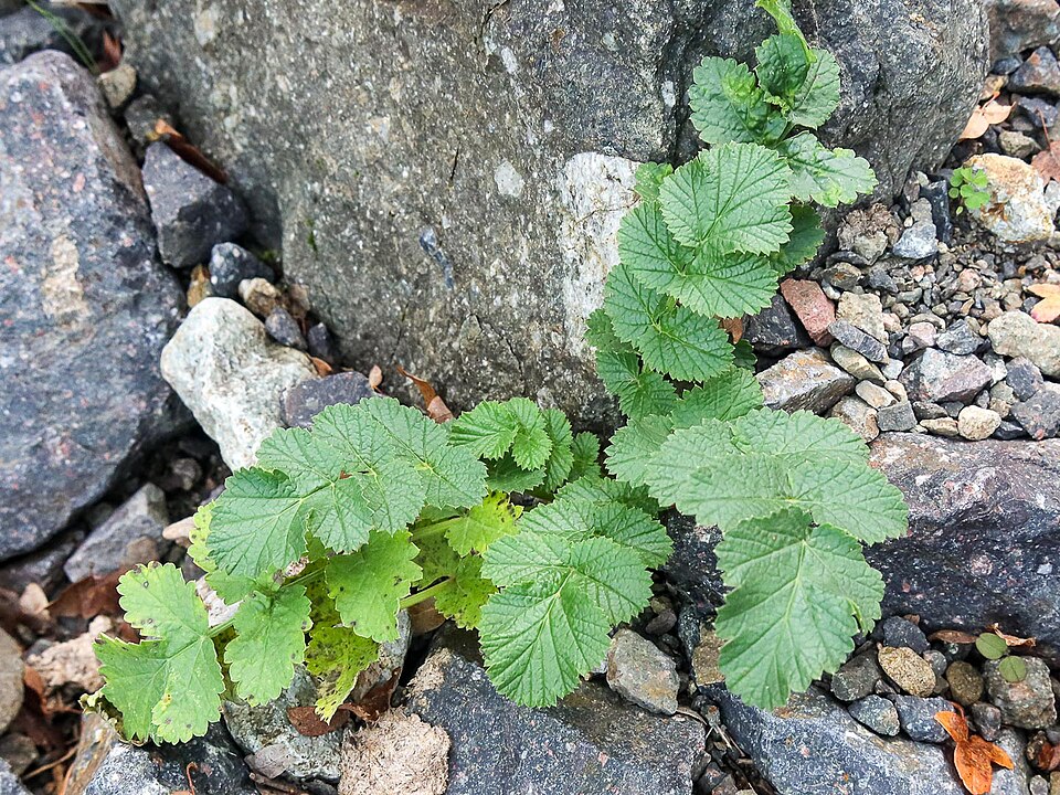Pastinaca