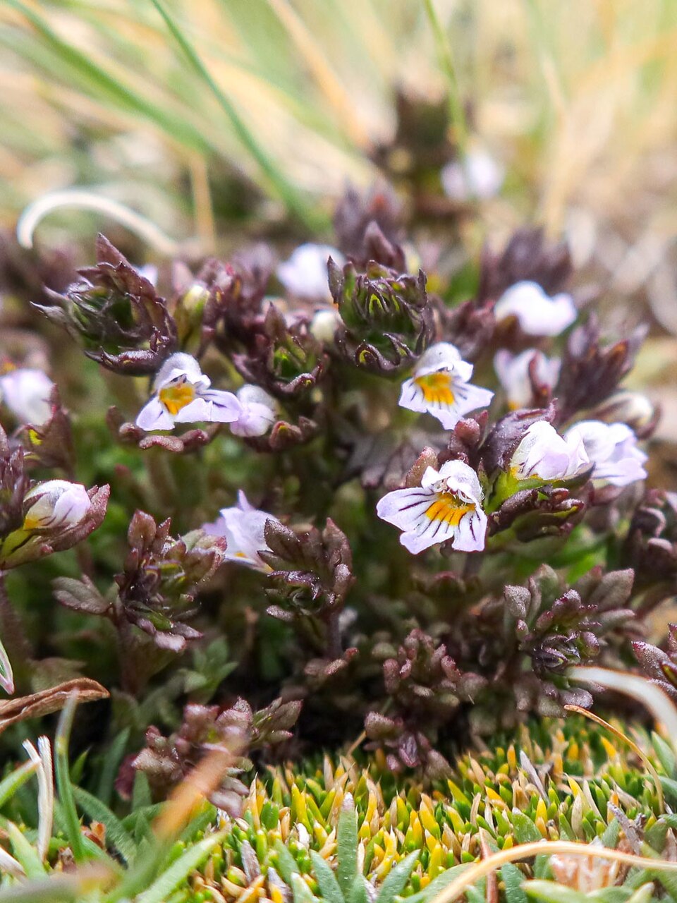 Euphrasia (eyebrights) (alternate view 5)