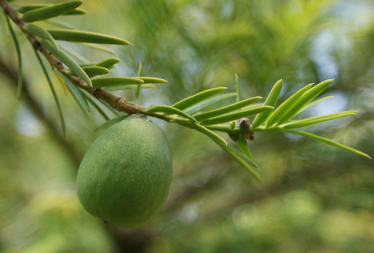 Torreya nucifera, Japanese nutmeg yew — upright evergreen (Taxaceae) (image 8 of 10)