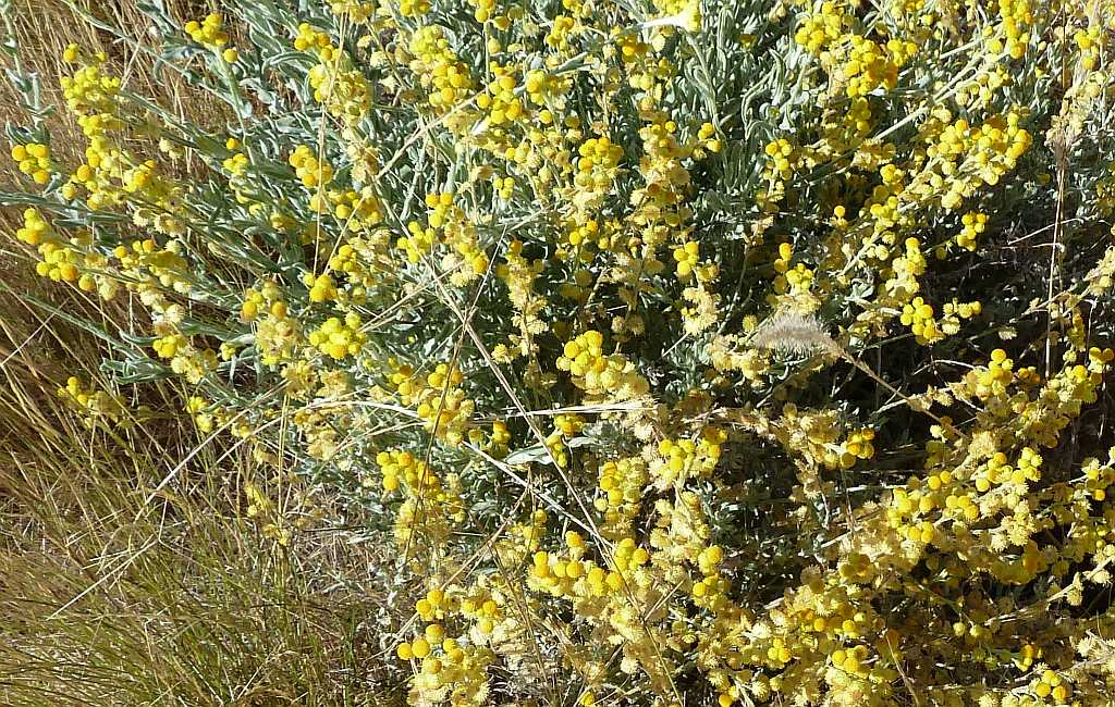 Chrysocephalum apiculatum, Common everlasting — spreading evergreen (Asteraceae) (image 6 of 10)