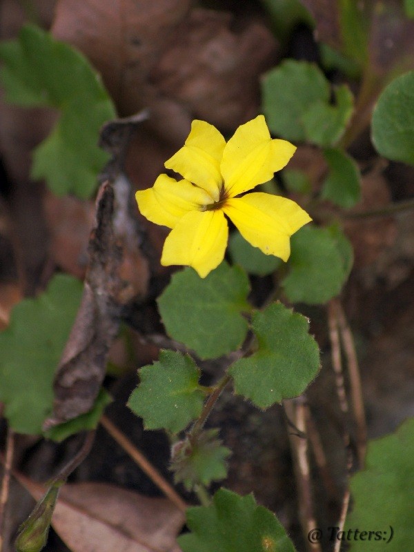 Goodenia rotundifolia (Star Goodenia)
